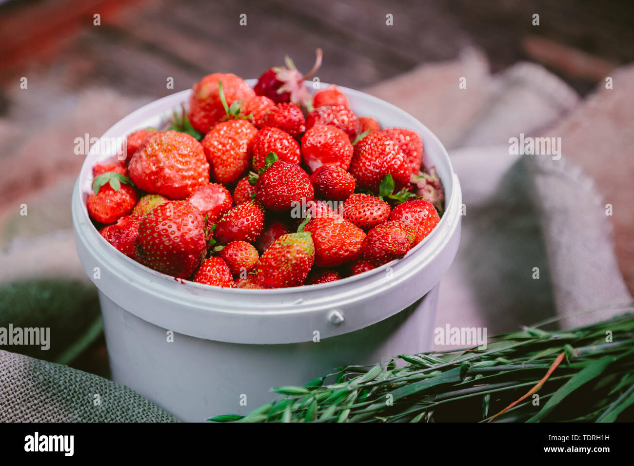 Natürliche und frische Erdbeeren in den weißen Wind Stockfoto