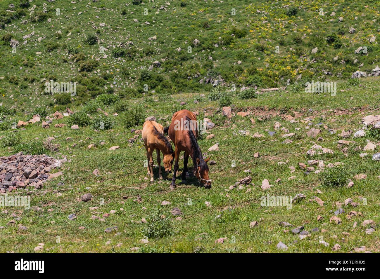 Pferd und Fohlen in der Natur fressen Gras Stockfoto