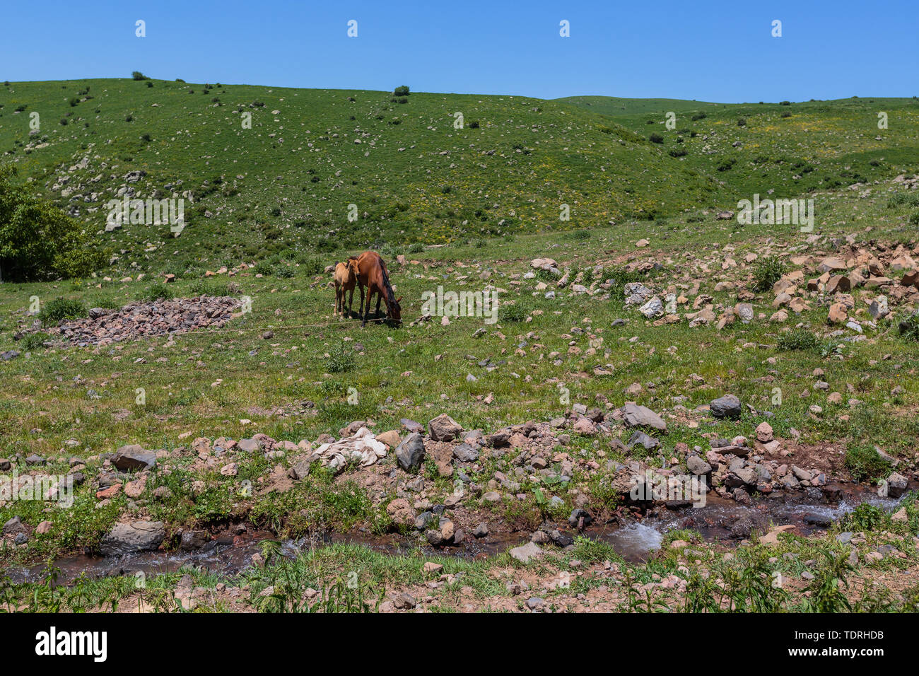 Pferd und Fohlen in der Natur fressen Gras Stockfoto