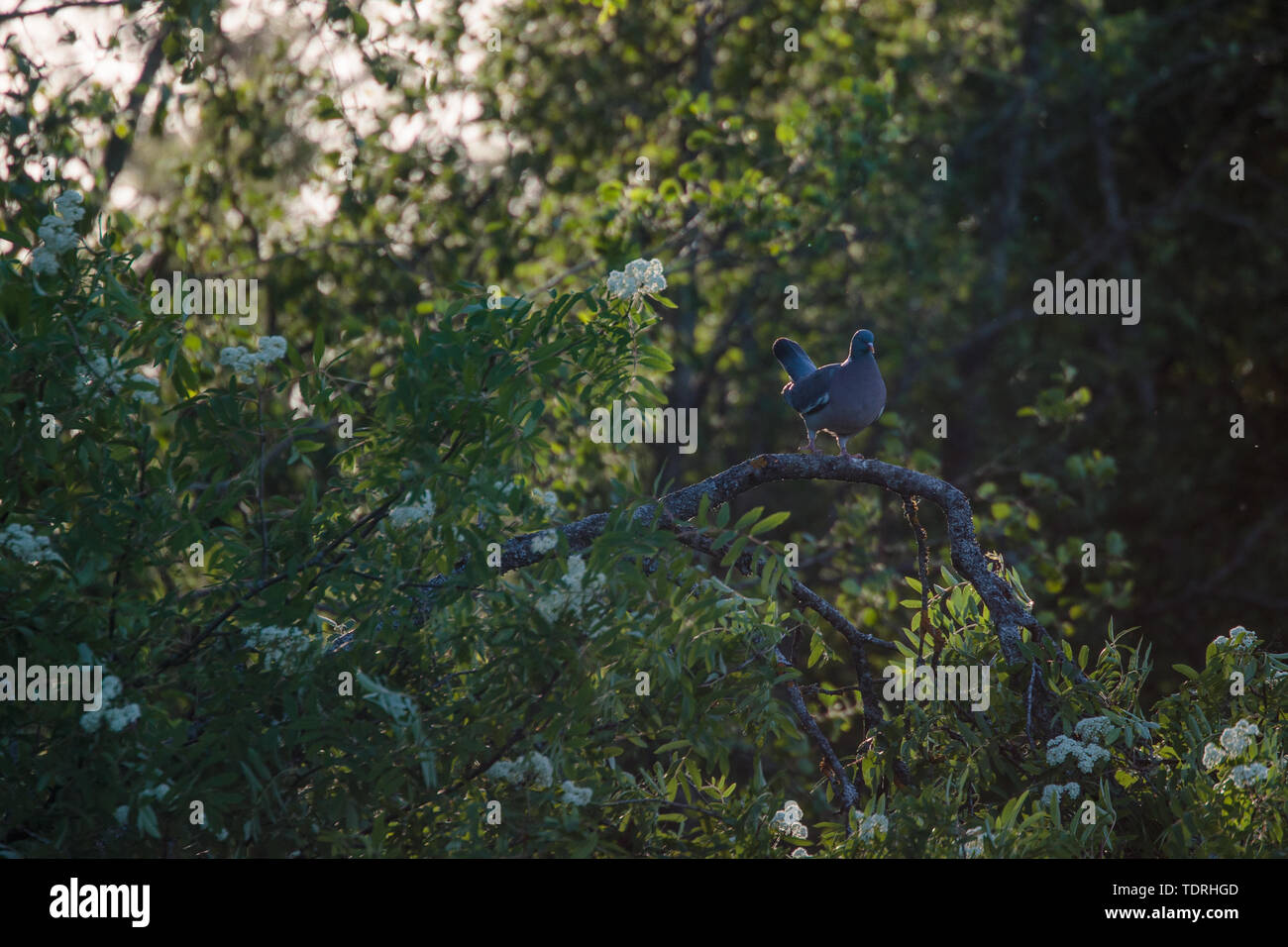 Taube auf einem Baum im Wald Stockfoto