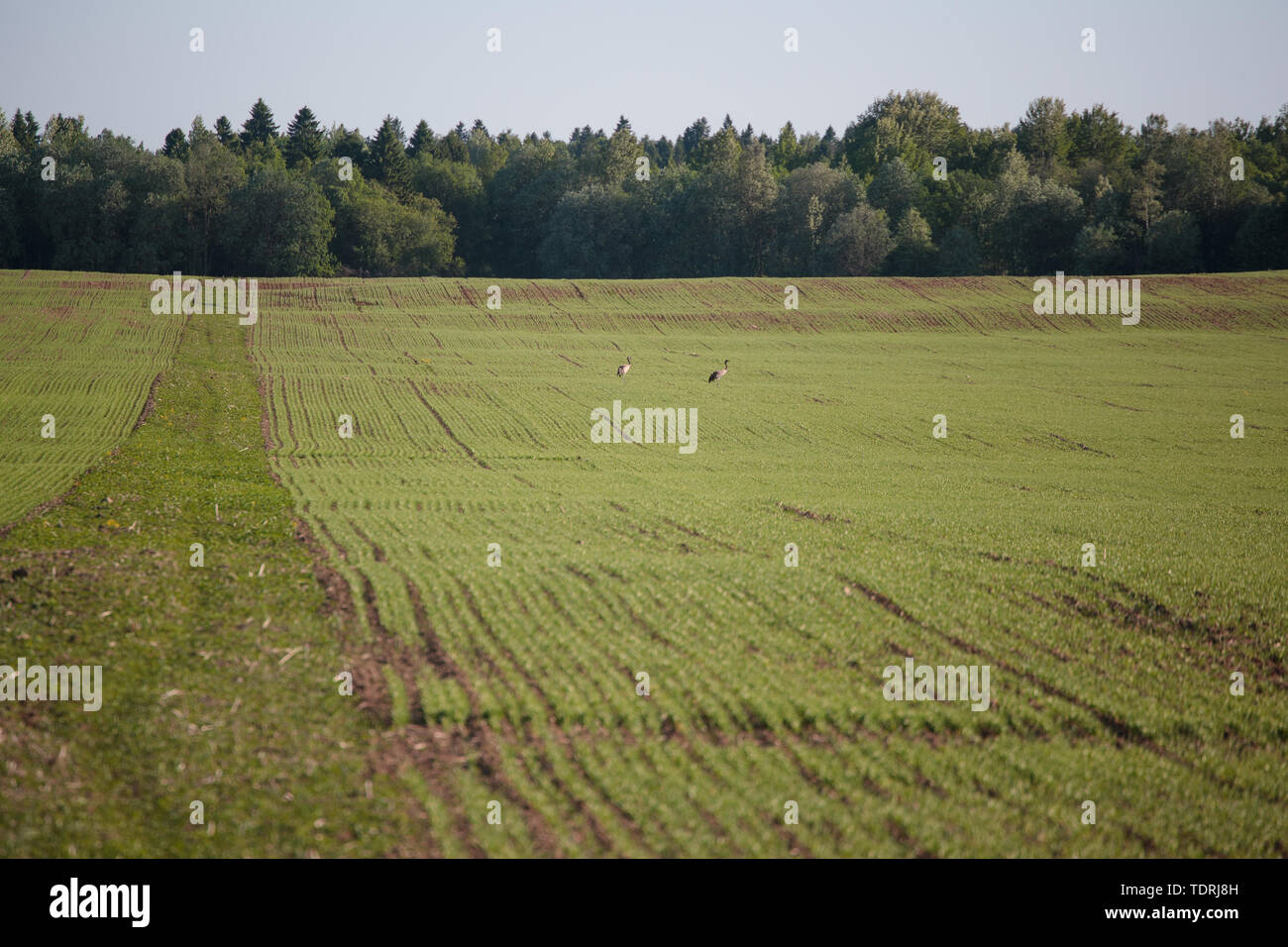 Zwei Störche in ein grünes Feld am Nachmittag Stockfoto