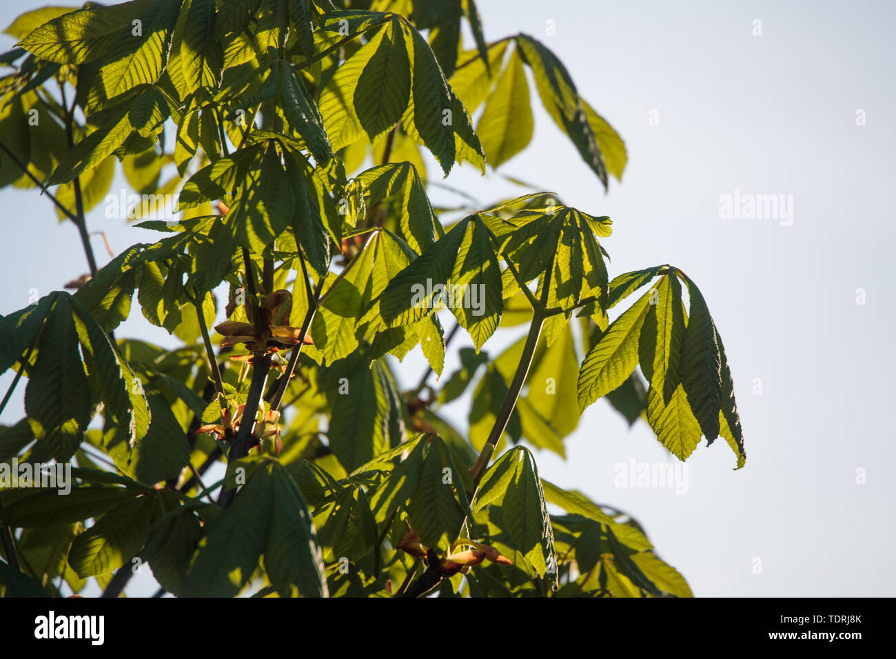 Große grüne Blätter der Pflanze in der Tageszeit Stockfoto