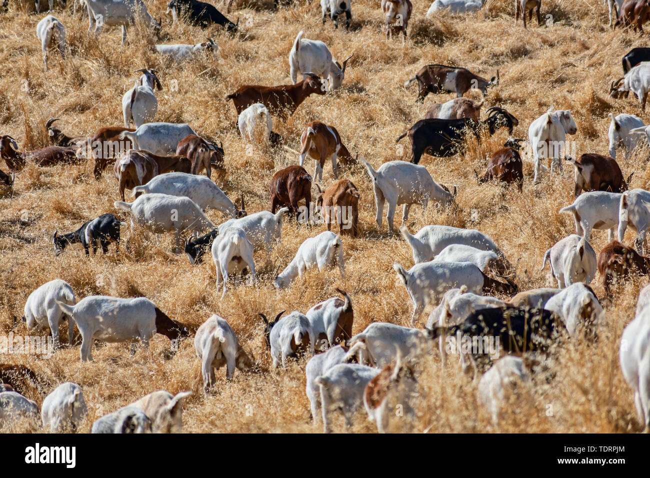Ziegen kauen durch brennbare Gras auf Hill Bürste Feuer zu verhindern, halten Sie wildfire Risiko nach unten. Umweltfreundliche Bürste, wildfire Prävention Stockfoto