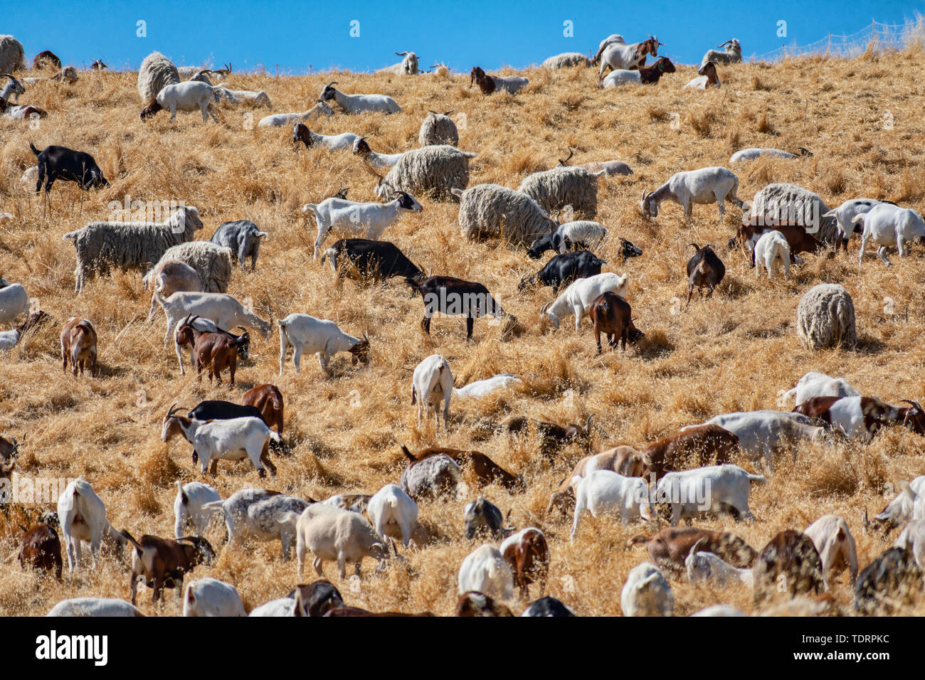 Ziegen kauen durch brennbare Gras auf Hill Bürste Feuer zu verhindern, halten Sie wildfire Risiko nach unten. Umweltfreundliche Bürste, wildfire Prävention Stockfoto