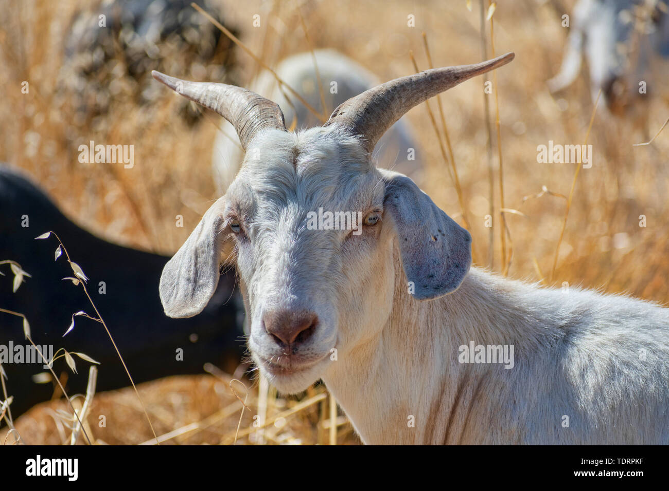 Ziege Schürfwunden auf brennbaren Gras, Pinsel und Sträucher die Gefahr der Bürste Feuer zu verringern. Umweltfreundliche Ziegen kann in schwer zu erreichende Gebiete Stockfoto