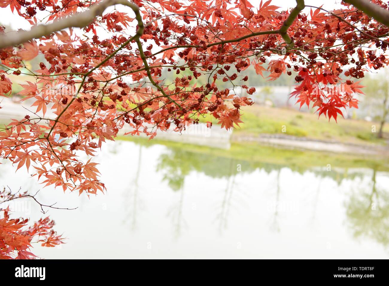 Schöne rote Blätter im Herbst Stockfoto