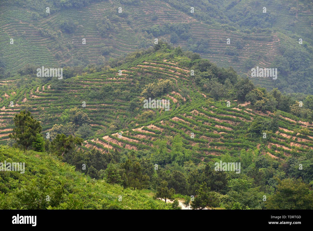 Landschaft von Mao Jian Kaffee Berg, Xinyang, Provinz Henan Stockfoto