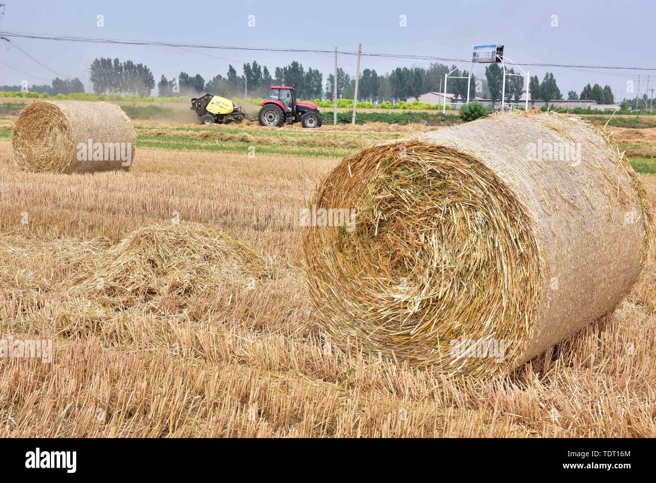 Hebei, Provinz Hebei, China. Juni, 2019 18. Hebei, China - 18. Juni 2016: (redaktionelle Verwendung. CHINA) im Dorf der Stadt xinle chenganpu, Shijiazhuang, Provinz Hebei, Landwirte zu wachsen professionelle Genossenschaften werden mit Maschinen Weizen Stroh zu bündeln. Weizen Ernte, shijiazhuang Landwirten rund um den geschäftigen Strohballen Recycling. Die recycelten Stroh kann in landwirtschaftlichen Anbau genutzt werden, Biomasse und andere Felder, wirksame Verbesserung der umfassenden Auslastung von Stroh, und bringt zusätzliche Einnahmen, die den Landwirten Kredite: SIPA Asien/ZUMA Draht/Alamy leben Nachrichten Stockfoto