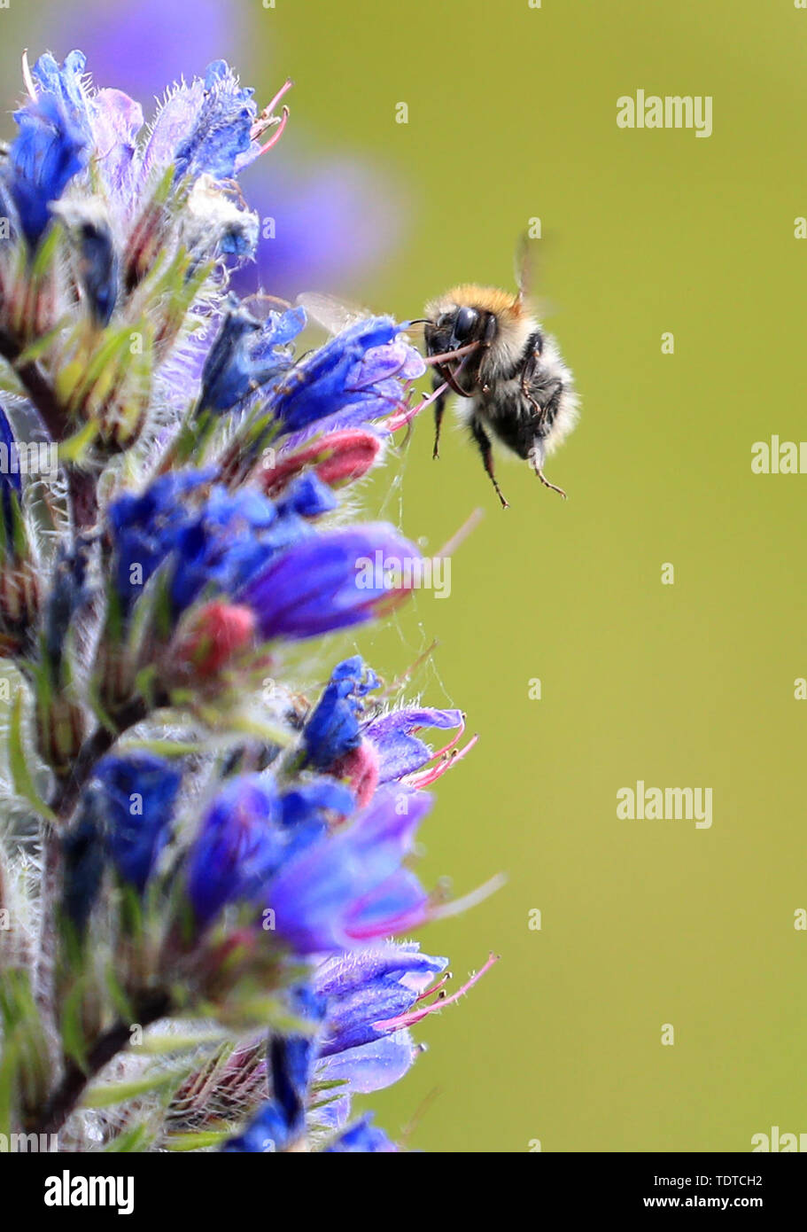 Eine Hummel sucht nach Pollen unter den Blumen in Kent, als der britische Bienenbestände ist bedroht, die mit einem Drittel der Arten leiden sinkt, Forschung gezeigt hat. Stockfoto