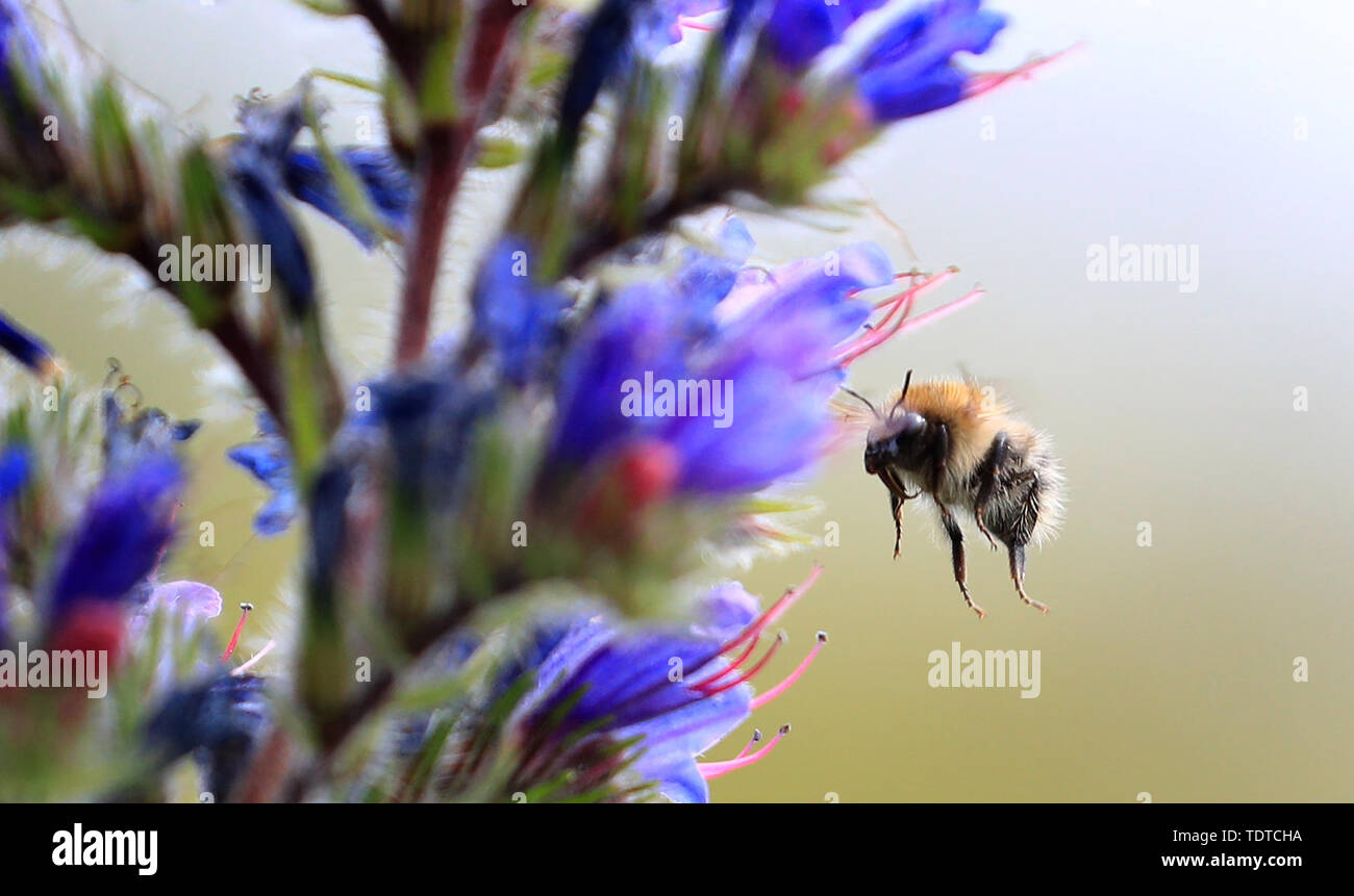 Eine Hummel sucht nach Pollen unter den Blumen in Kent, als der britische Bienenbestände ist bedroht, die mit einem Drittel der Arten leiden sinkt, Forschung gezeigt hat. Stockfoto