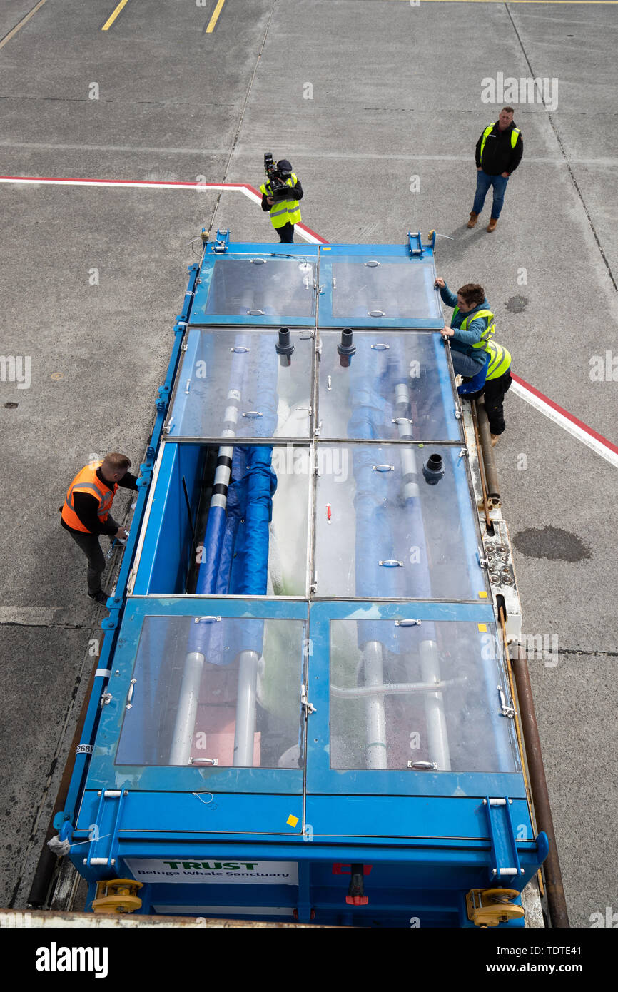 Tanks, in denen zwei Weißwale werden geprüft, wie Sie Entladen aus einem Flugzeug an keflav sind?? k Flughafen in Island, wo Sie in einer offenen Wasser Heiligtum nach Jahren in der Gefangenschaft in ein Shanghai aquarium Zuhause gefunden werden. Der cargolux Boeing 747-400ERF Frachtflugzeugen befördert Kleine Weiße und kleinen Grauen 6.000 Meilen als Teil eines wegweisenden Projekt von Sea Life Vertrauen. Stockfoto