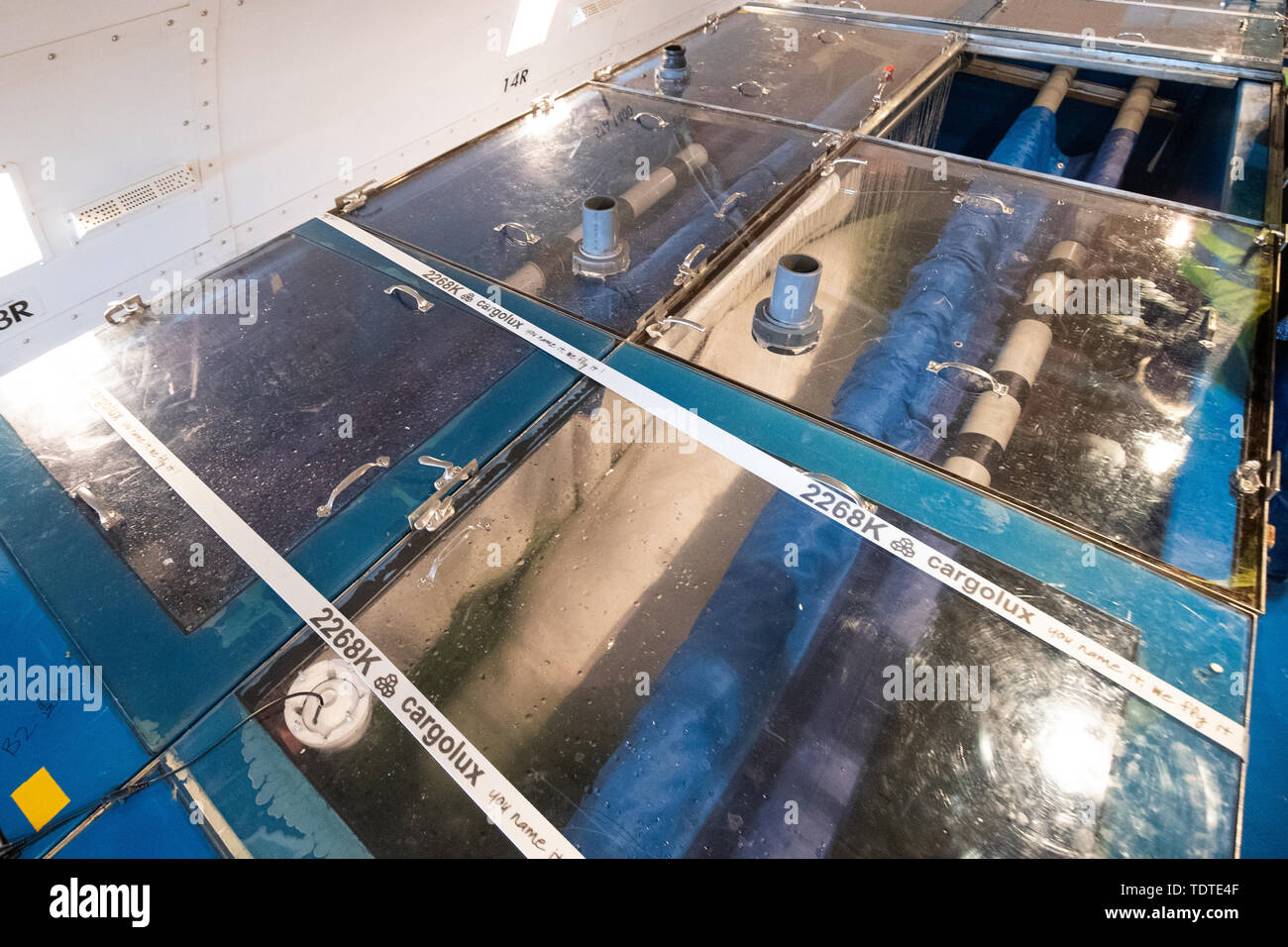 Zwei Belugawale bei Keflav?? k Flughafen in Island, wo Sie in einer offenen Wasser Heiligtum nach Jahren in der Gefangenschaft in ein Shanghai aquarium Zuhause gefunden werden. Der cargolux Boeing 747-400ERF Frachtflugzeugen befördert Kleine Weiße und kleinen Grauen 6.000 Meilen als Teil eines wegweisenden Projekt von Sea Life Vertrauen. Stockfoto