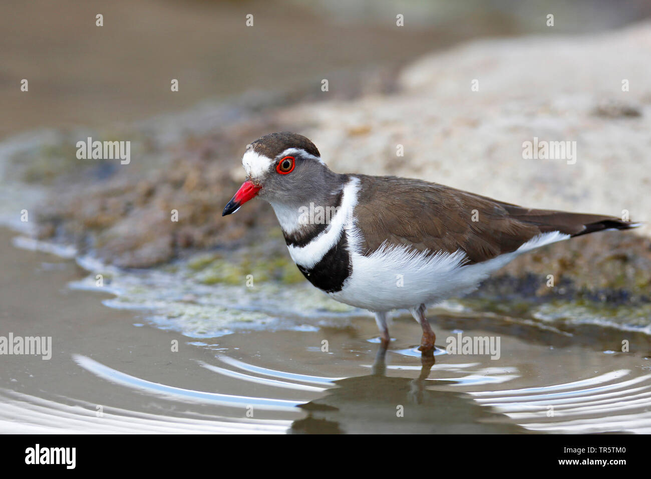 Drei-banded Plover (Charadrius tricollaris), stehend im flachen Wasser in das Flusstal, Seitenansicht, Südafrika, Mpumalanga, Kruger National Park Stockfoto