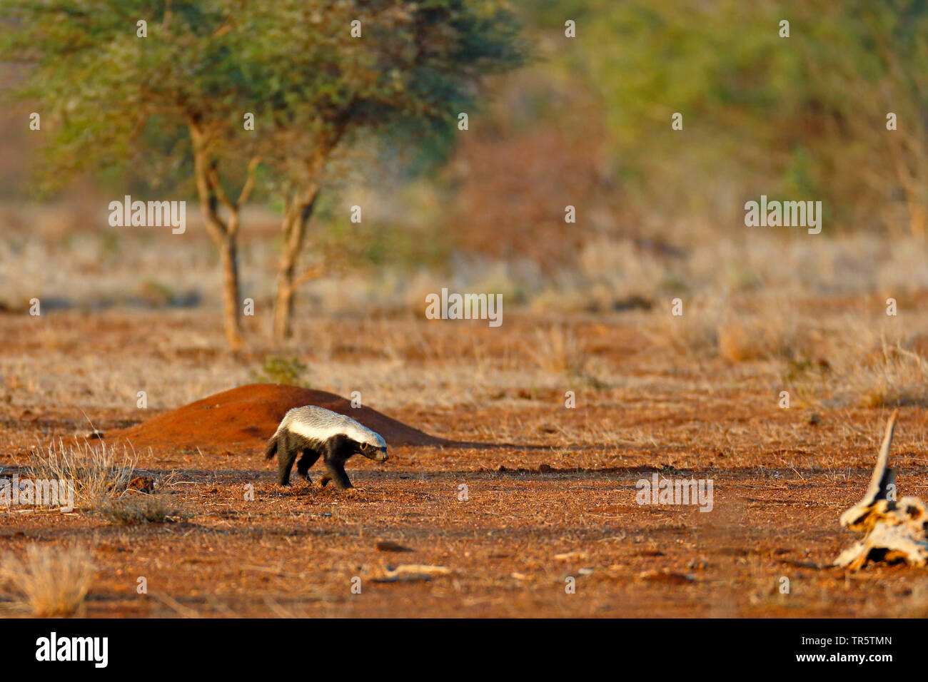 Honigdachs, rattel (Mellivora capensis), auf der Suche nach Essen in der Savanne, Südafrika, Mpumalanga, Kruger National Park Stockfoto