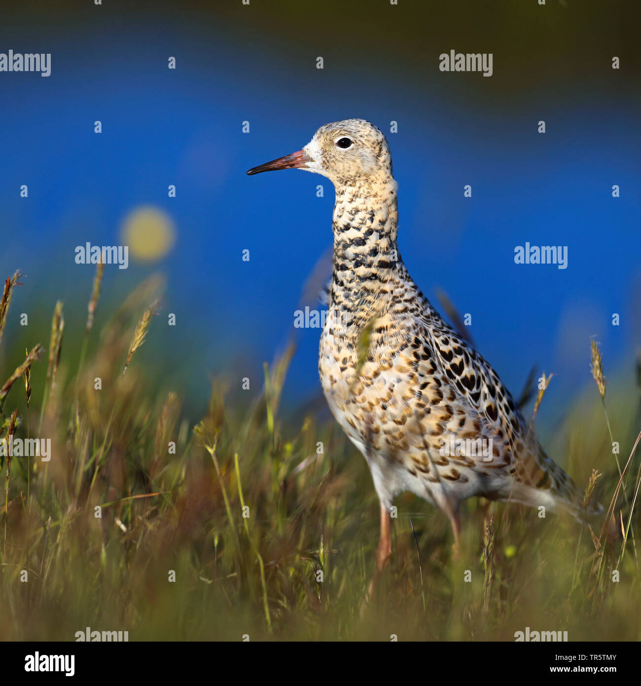 Kampfläufer (Philomachus pugnax), männlich stehend auf Gras an der Wasserseite, Seitenansicht, Niederlande, Friesland Stockfoto