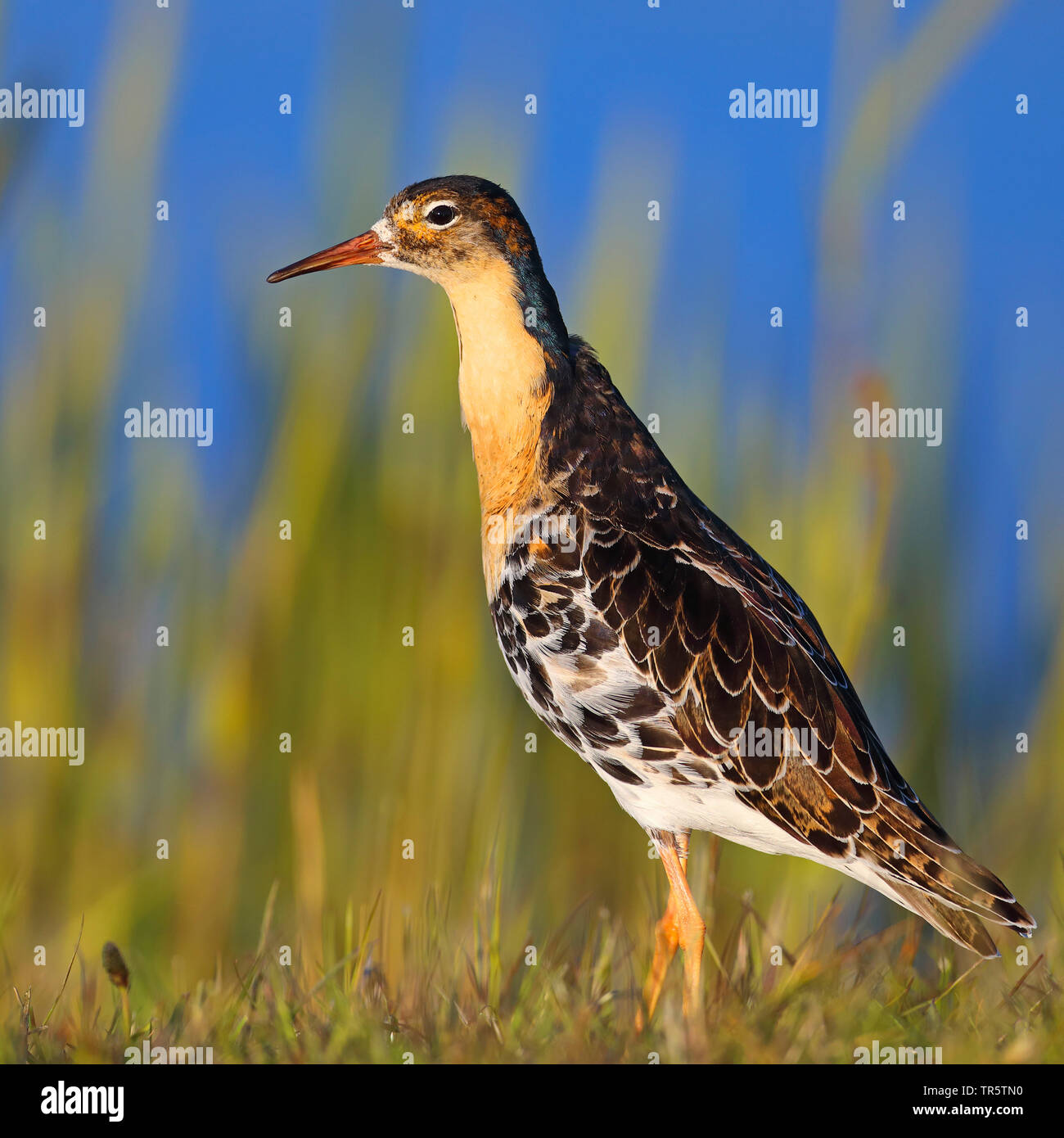 Kampfläufer (Philomachus pugnax), männlich stehend auf Gras an der Wasserseite, Seitenansicht, Niederlande, Friesland Stockfoto