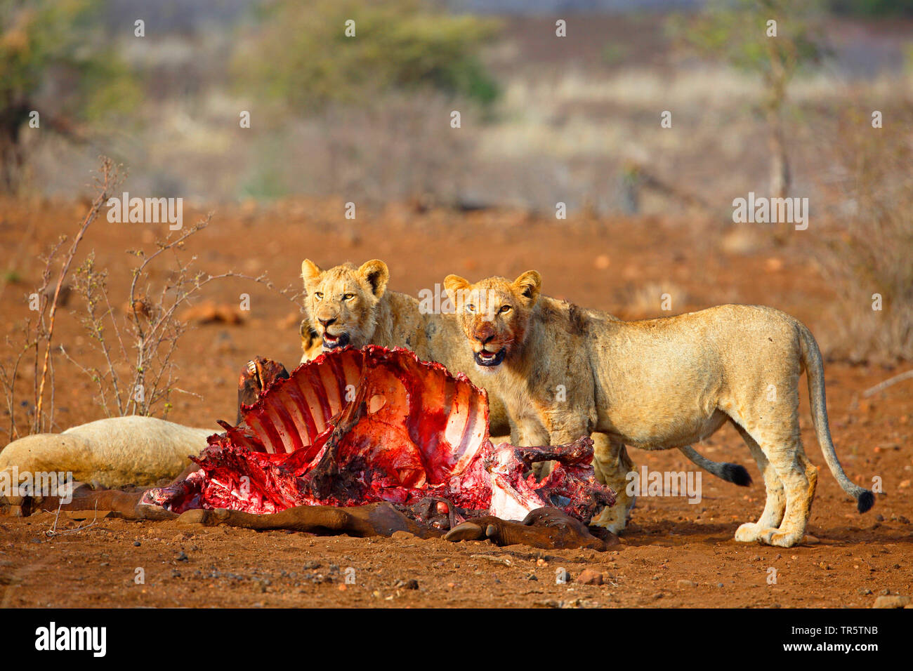 Löwe (Panthera leo), in der Gruppe an einem Kadaver, Südafrika, Mpumalanga, Kruger National Park Stockfoto