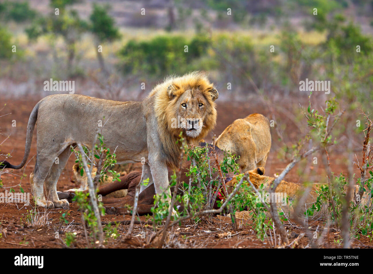 Löwe (Panthera leo), male an einem Kadaver, Südafrika, Mpumalanga, Kruger National Park Stockfoto