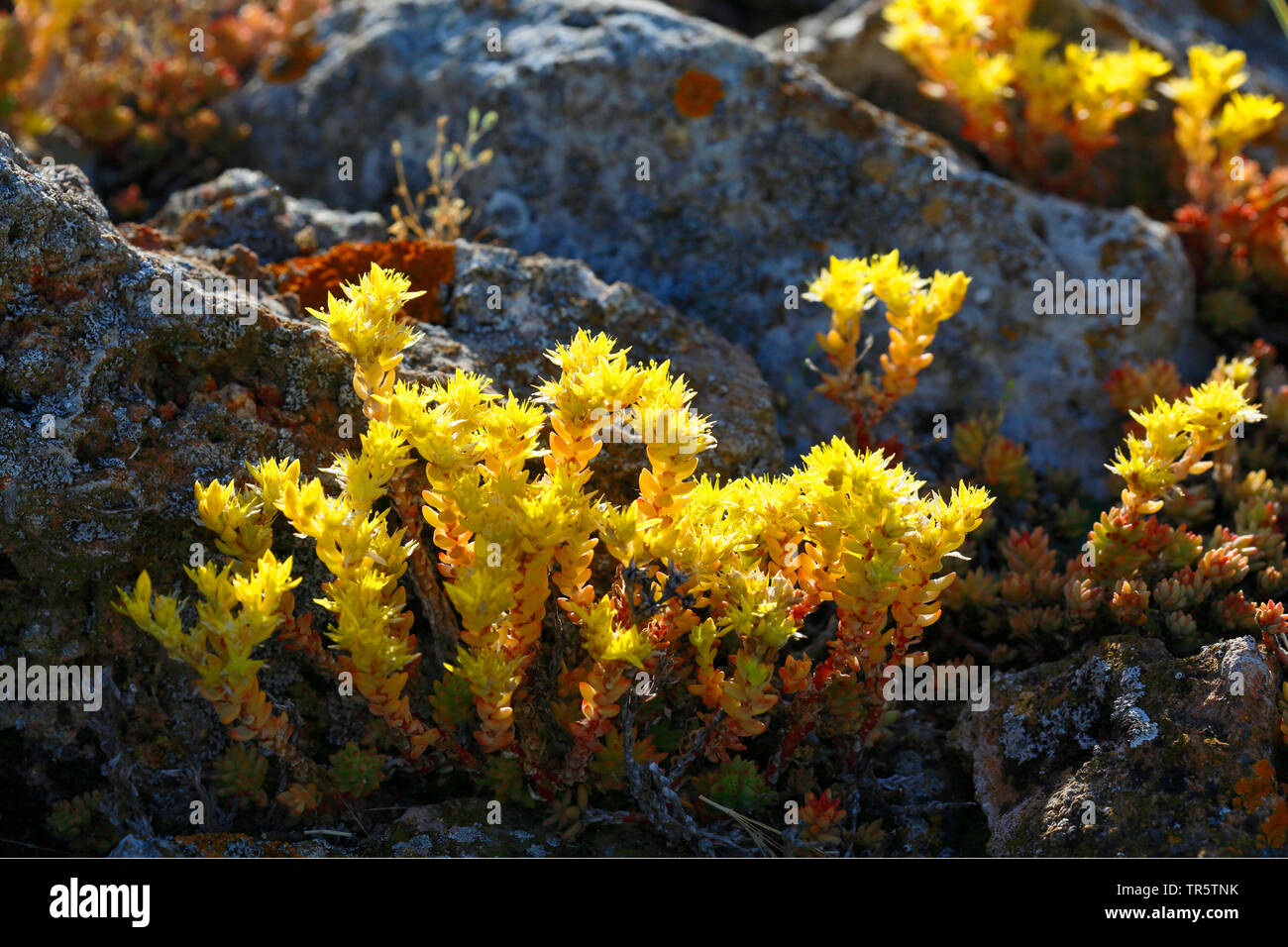 Fetthenne (Sedum spec.), Pflanzen im Gegenlicht, Bulgarien, Kap Kaliakra Stockfoto