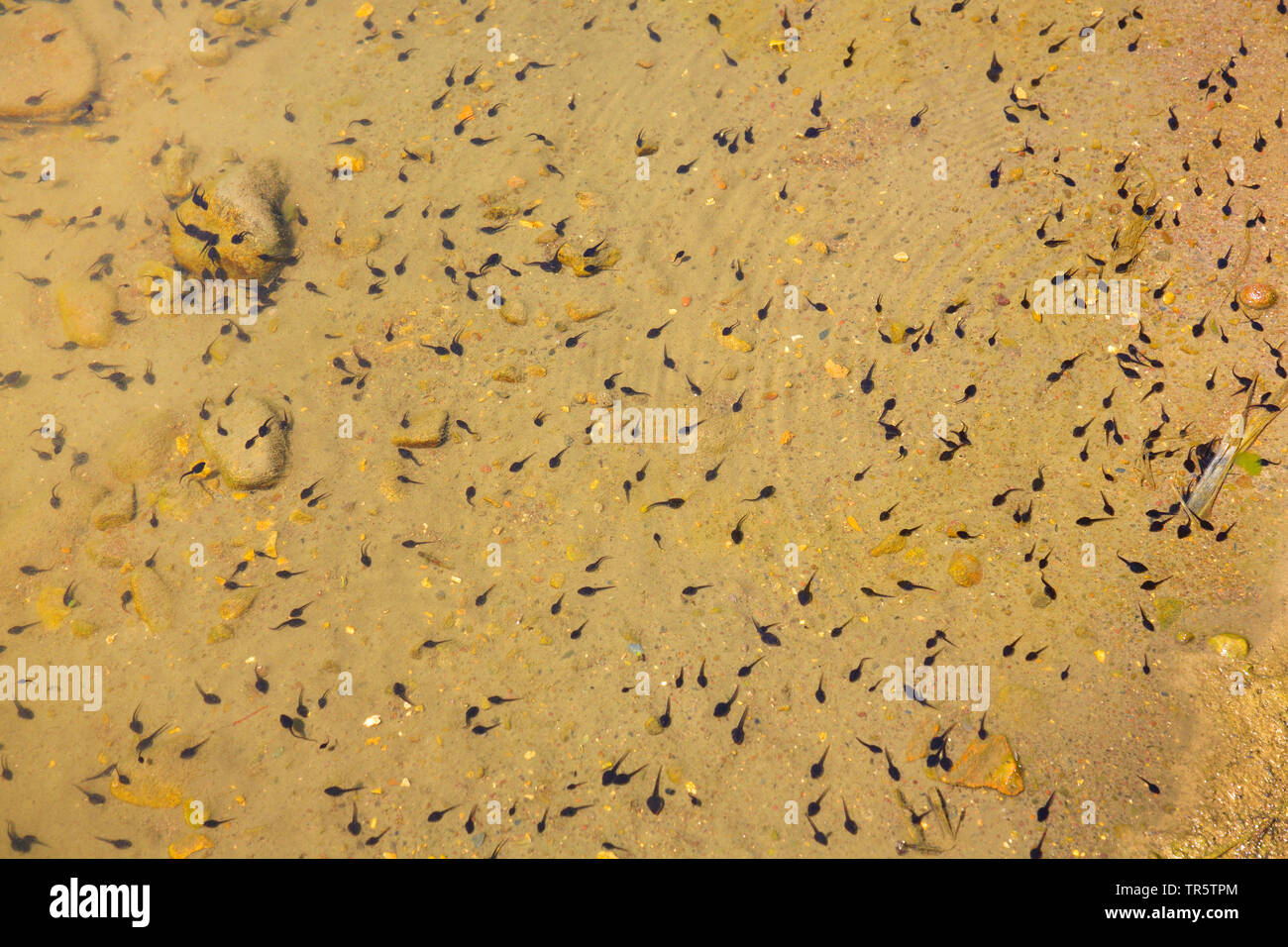 Marsh Frosch, Frosch (Rana ridibunda, Pelophylax ridibundus), Kaulquappen im flachen Wasser, Ansicht von oben, Griechenland, Lesbos Stockfoto