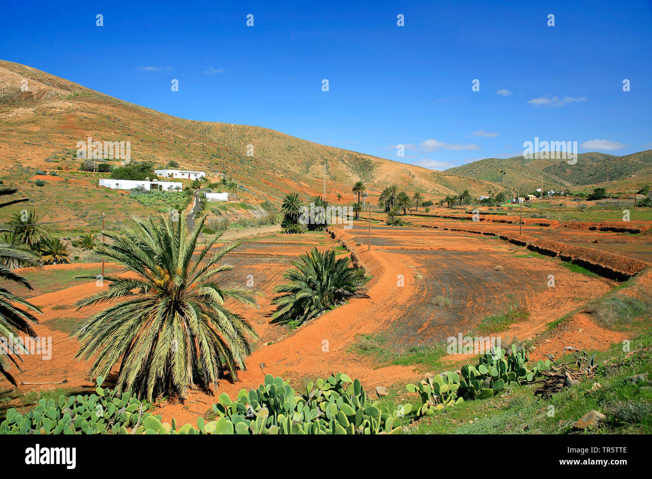 Bewässert Felder von Vega de Rio de La Palmas, Kanarische Inseln, Fuerteventura, Betancuria Stockfoto