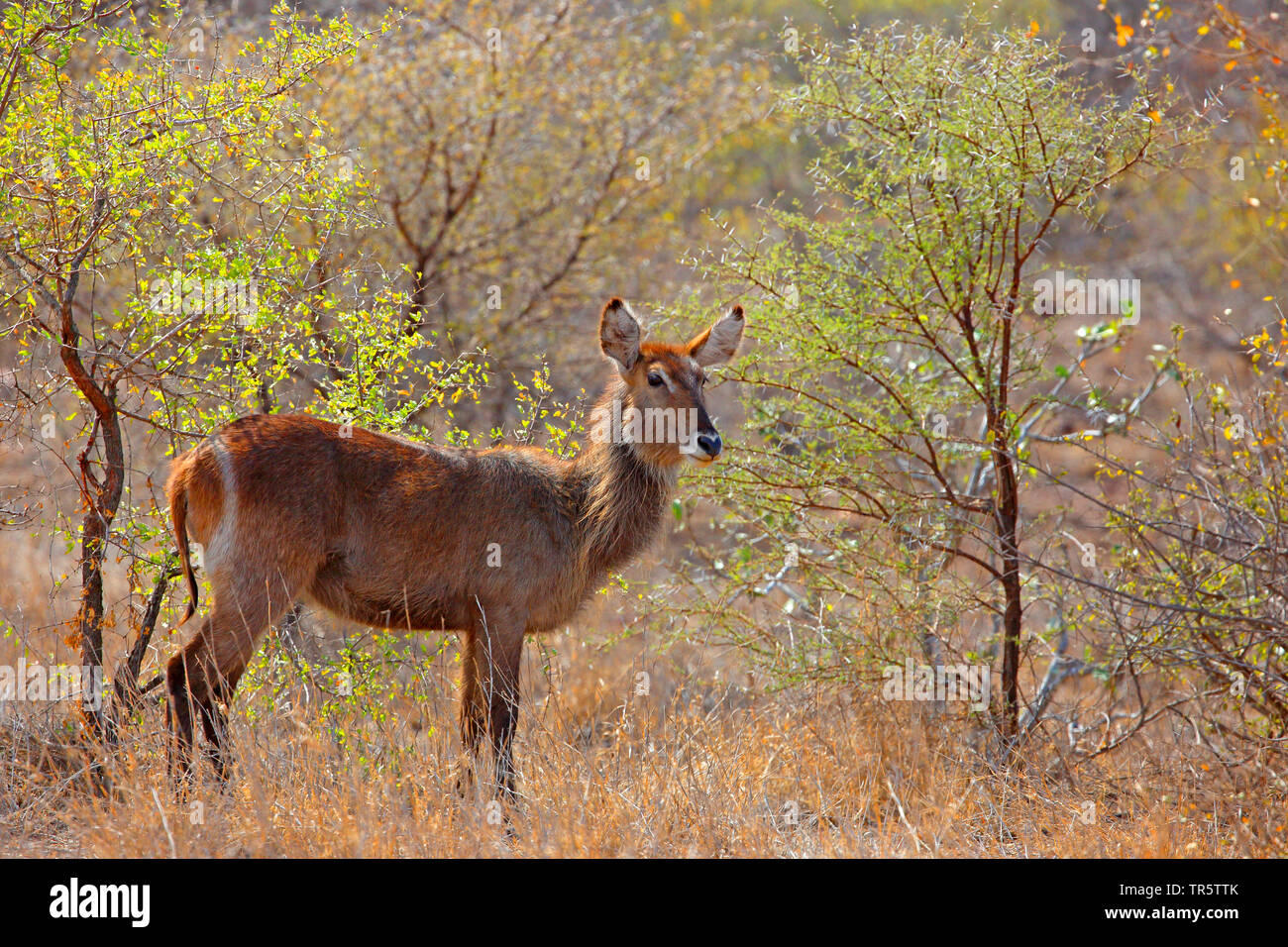Gemeinsame Wasserböcke (Kobus ellipsiprymnus ellipsiprymnus), Weibliche stehend in der Shrubland, Südafrika, Mpumalanga, Kruger National Park Stockfoto