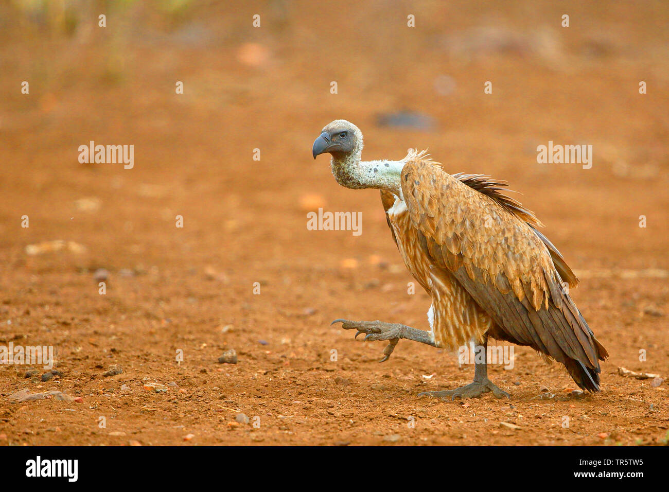 Afrikanische weiß-backed Vulture (Tylose in Africanus), Wandern auf dem Boden, Seitenansicht, Südafrika, Mpumalanga, Kruger National Park Stockfoto