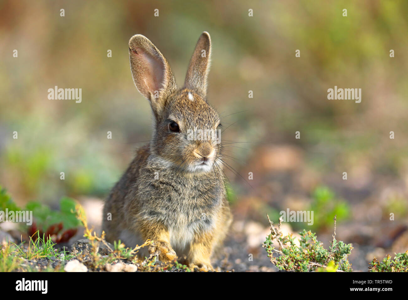 Europäische Kaninchen (Oryctolagus cuniculus), Sitzen in der Halbwüste, Kanarische Inseln, Fuerteventura Stockfoto