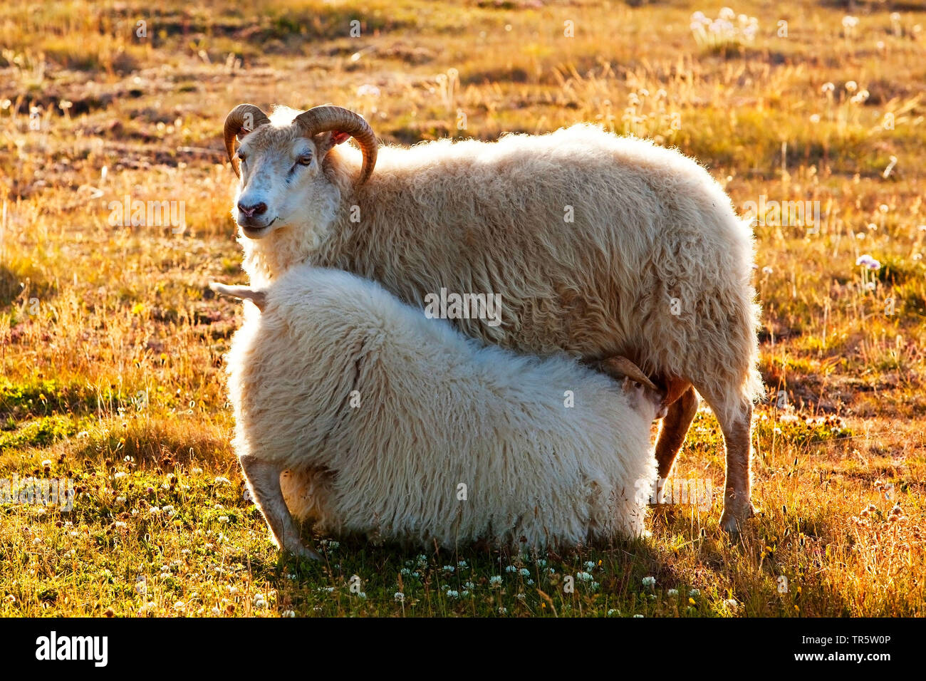 Inländische Schafe (Ovis ammon f. Widder), Lamm saugen, Island, Reykjadiskur Stockfoto