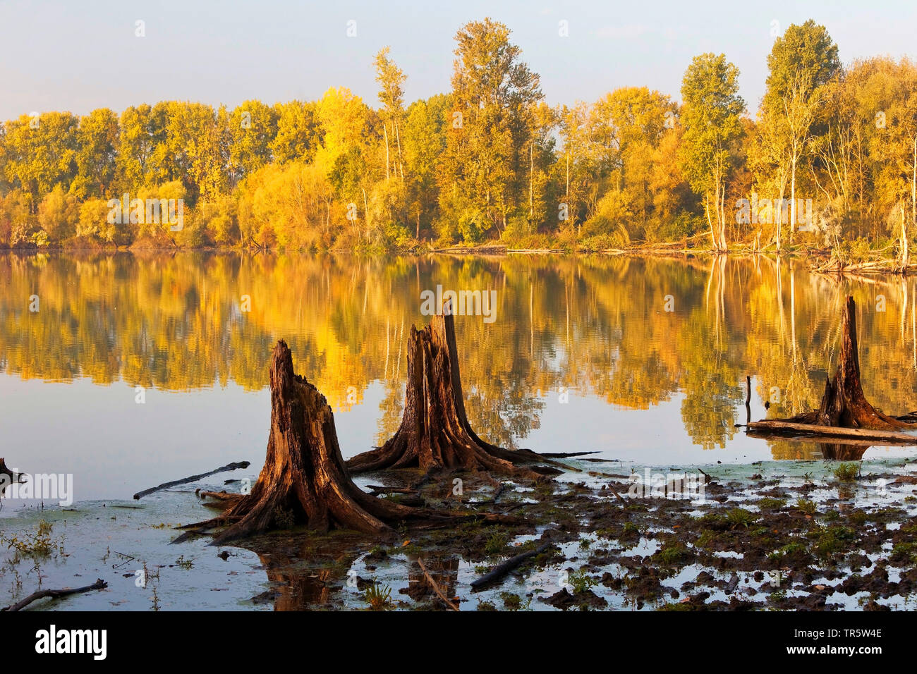 Baumstümpfen in Feuchtgebieten Bislicher Insel, Deutschland, Nordrhein-Westfalen, Niederrhein, Xanten Stockfoto