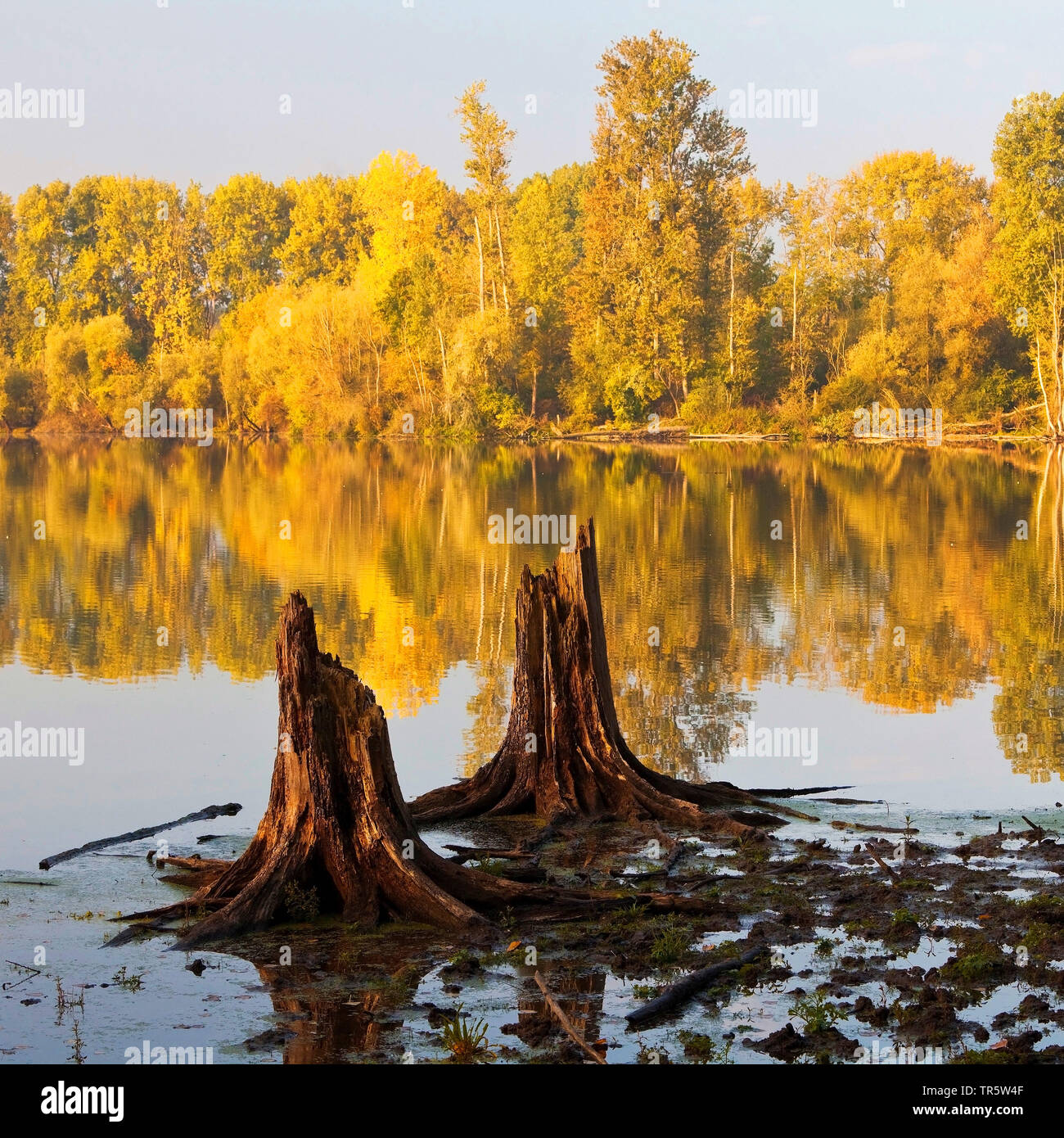 Baumstümpfen in Feuchtgebieten Bislicher Insel, Deutschland, Nordrhein-Westfalen, Niederrhein, Xanten Stockfoto