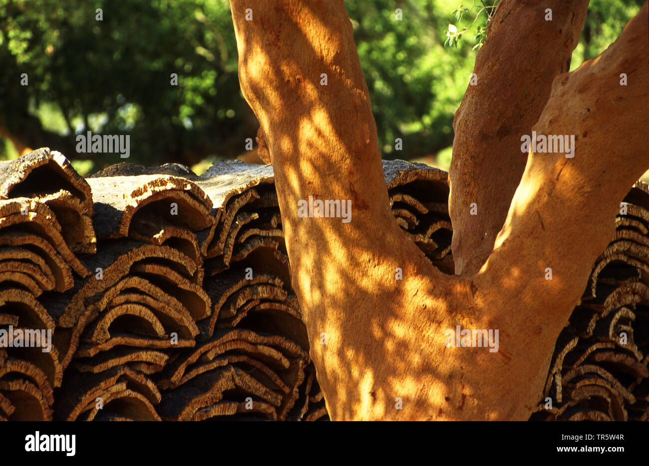 Korkeiche (Quercus suber), Ernte von Cork, Portugal, Alentejo Stockfoto