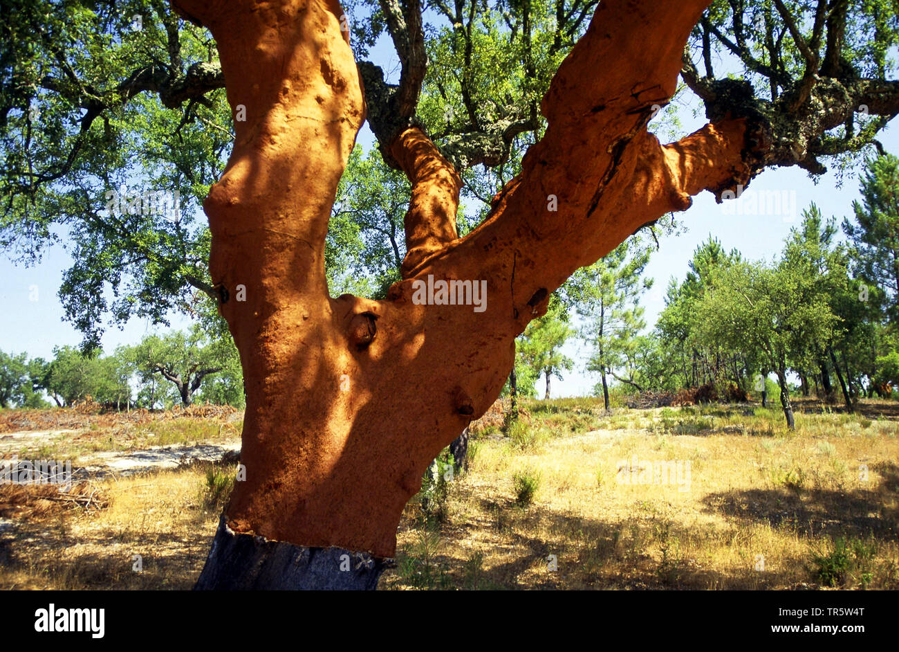 Korkeiche (Quercus suber), Ernte von Cork, Portugal, Alentejo Stockfoto