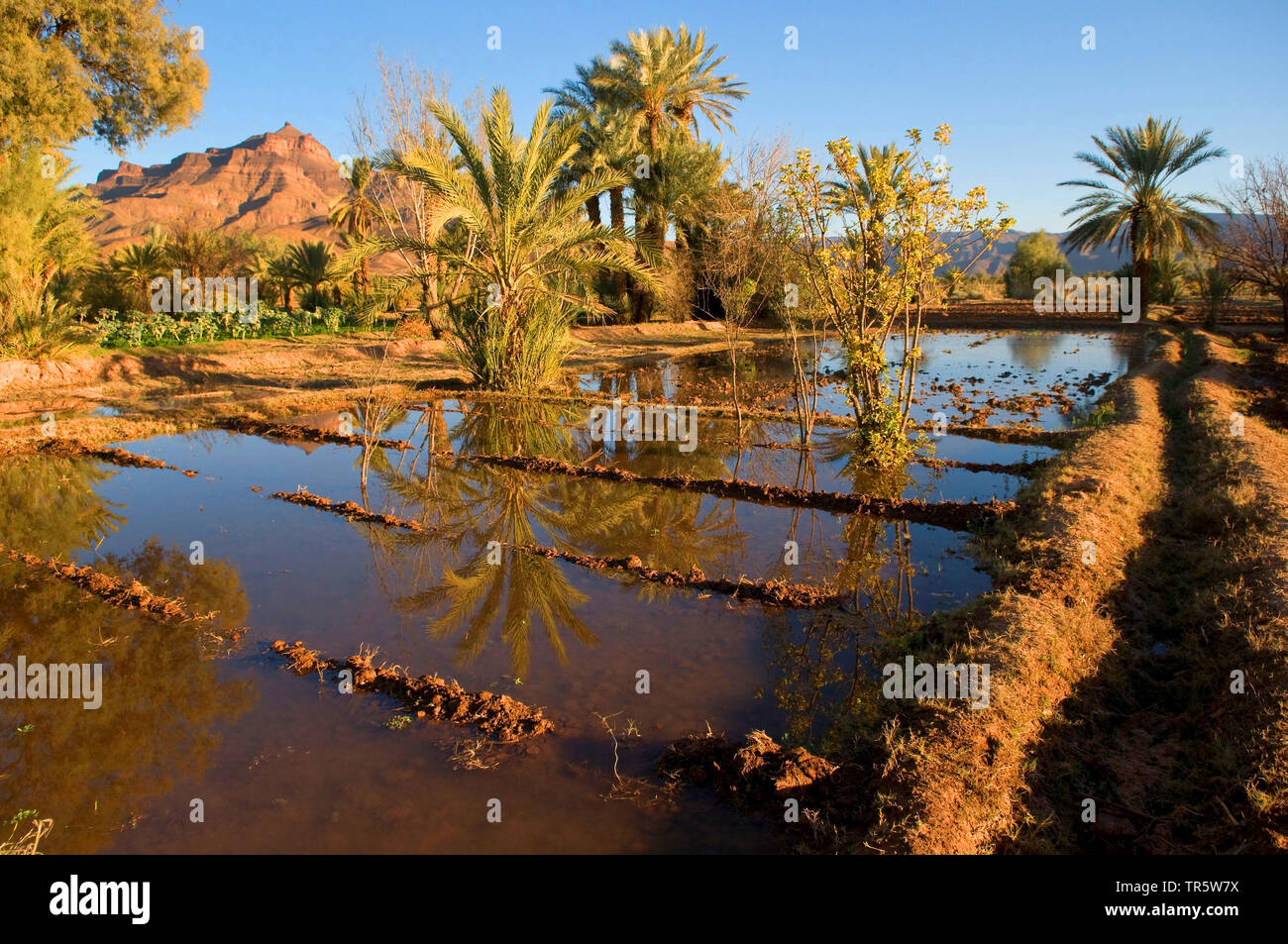 Dattelpalme (Phoenix dactylifera), Oase Garten in Draa Tal bewässert, Agdz, Marokko Stockfoto