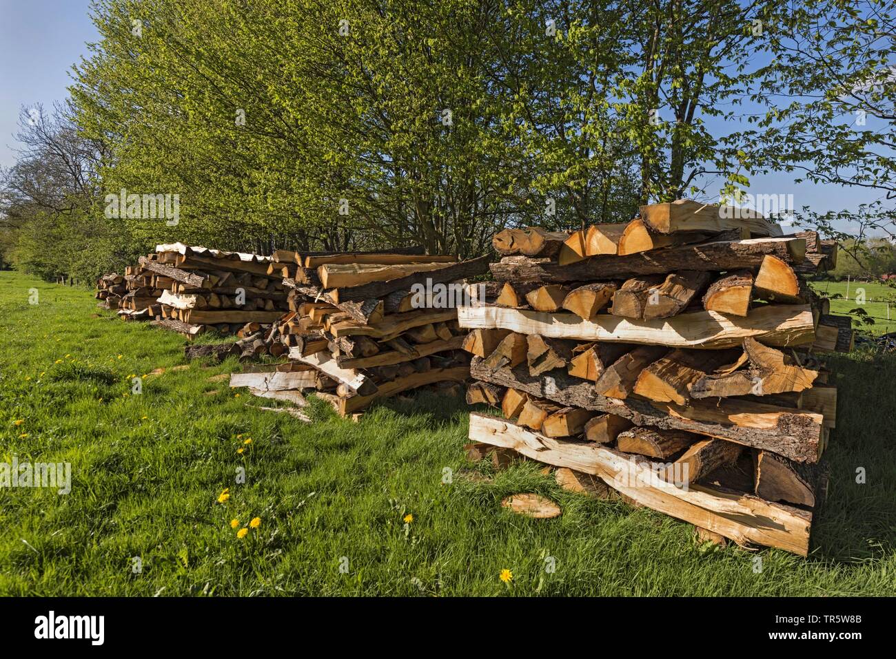 Neujahr Zaunpfosten aus einer Hecke Bank, Deutschland, Schleswig-Holstein Stockfoto