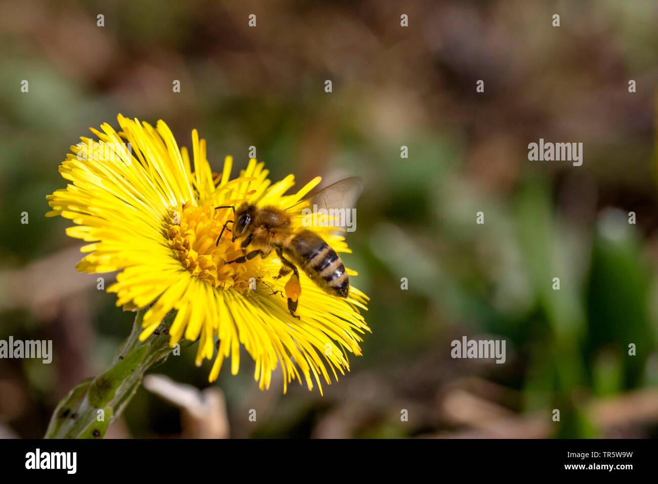 Honey Bee, hive Biene (Apis mellifera mellifera), Suche Nektar in einem huflattich Blüte im Frühjahr, Deutschland, Bayern Stockfoto