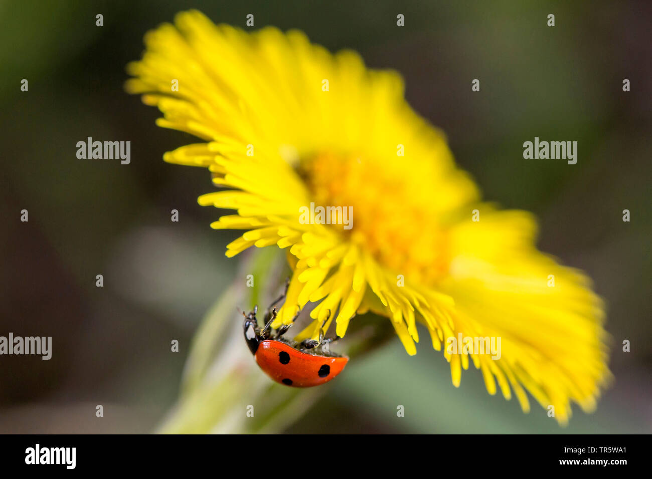 Seven-spot Ladybird, Ladybird sevenspot, 7-Punkt Marienkäfer (Coccinella septempunctata), Crawling in einem colts - füß Blume, Deutschland, Bayern, Niederbayern, Oberbayern Stockfoto