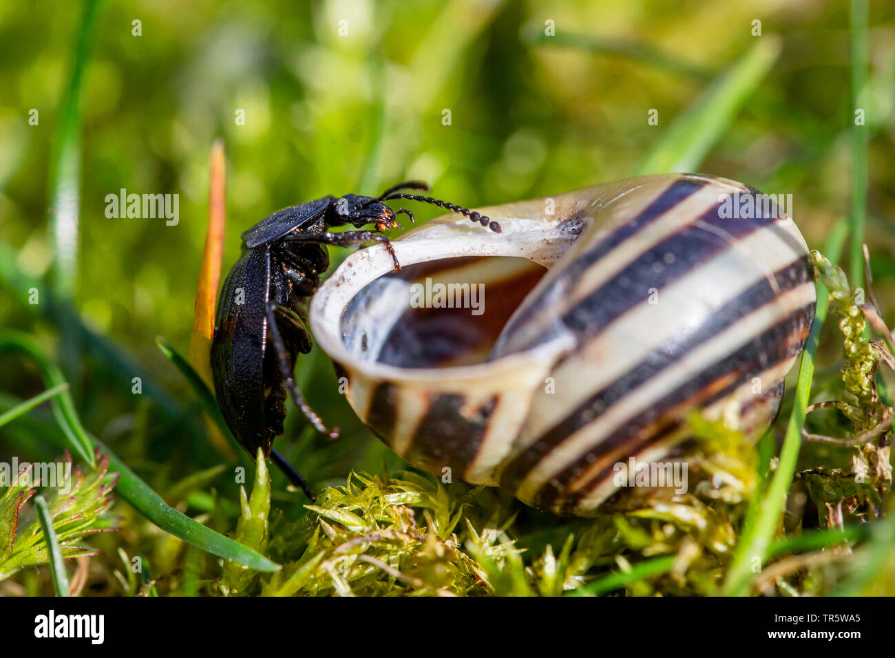 Aas Käfer (Phosphuga atrata atrata, Silpha), die Inspektion der Schneckenhaus auf den Garten gebändert Schnecke, Deutschland, Bayern, Niederbayern, Oberbayern Stockfoto