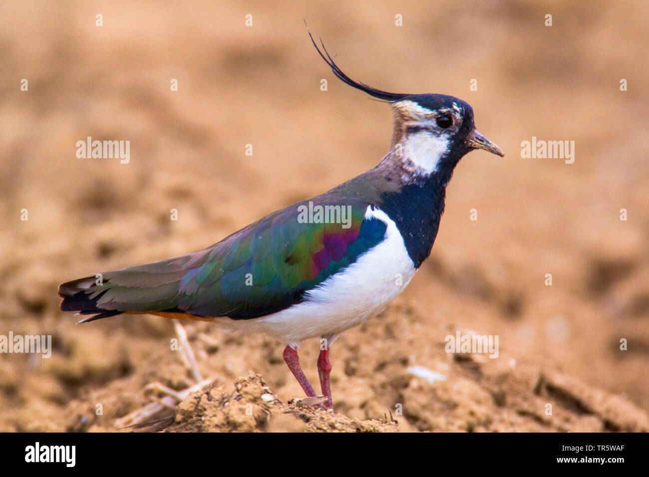 Northern Kiebitz (Vanellus vanellus), stehend auf einem Morgen, Seitenansicht, Deutschland, Bayern, Niederbayern, Oberbayern Stockfoto