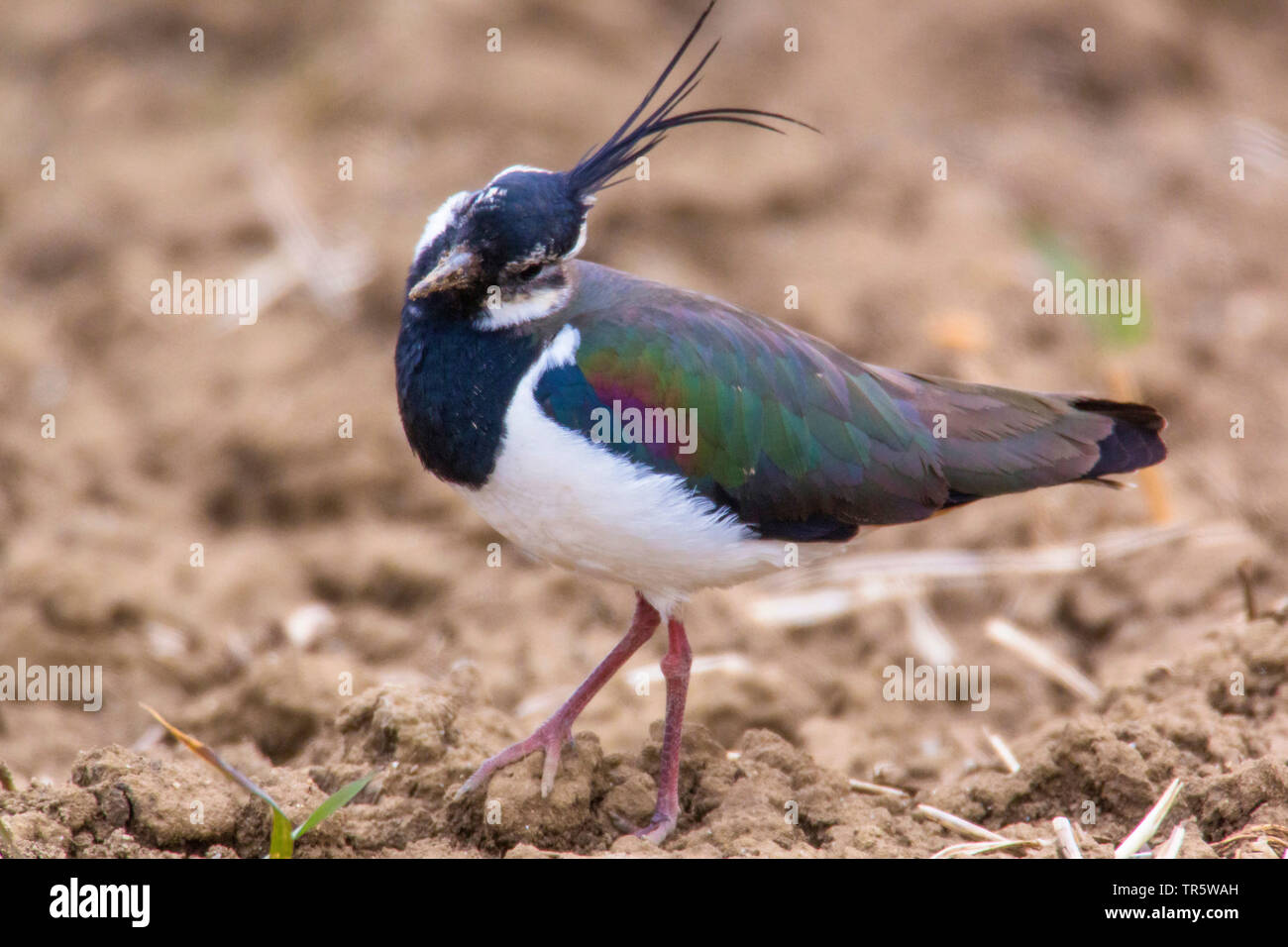 Northern Kiebitz (Vanellus vanellus), Wandern auf einem Morgen, Seitenansicht, Deutschland, Bayern, Niederbayern, Oberbayern Stockfoto