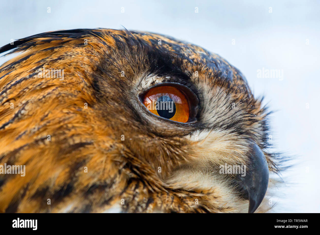 Northern Uhu (Bubo bubo), Porträt, Seitenansicht, Deutschland, Bayern, Niederbayern, Oberbayern Stockfoto