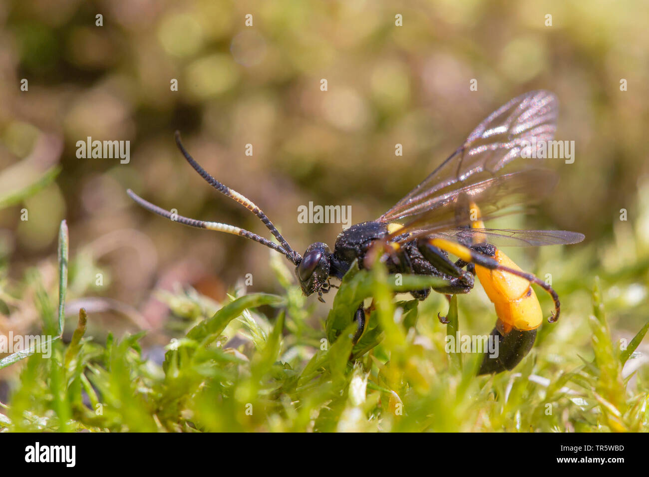 Ichneumon (Ichneumon stramentor), auf der Suche nach Beute in Moss, Seitenansicht, Deutschland, Bayern, Niederbayern, Oberbayern Stockfoto