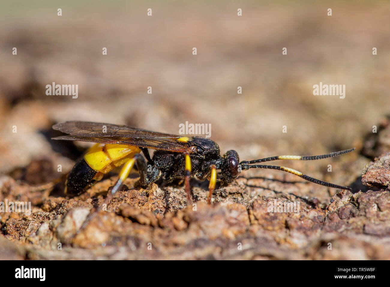 Ichneumon (Ichneumon stramentor), Rinde, Seitenansicht, Deutschland, Bayern, Niederbayern, Oberbayern Stockfoto