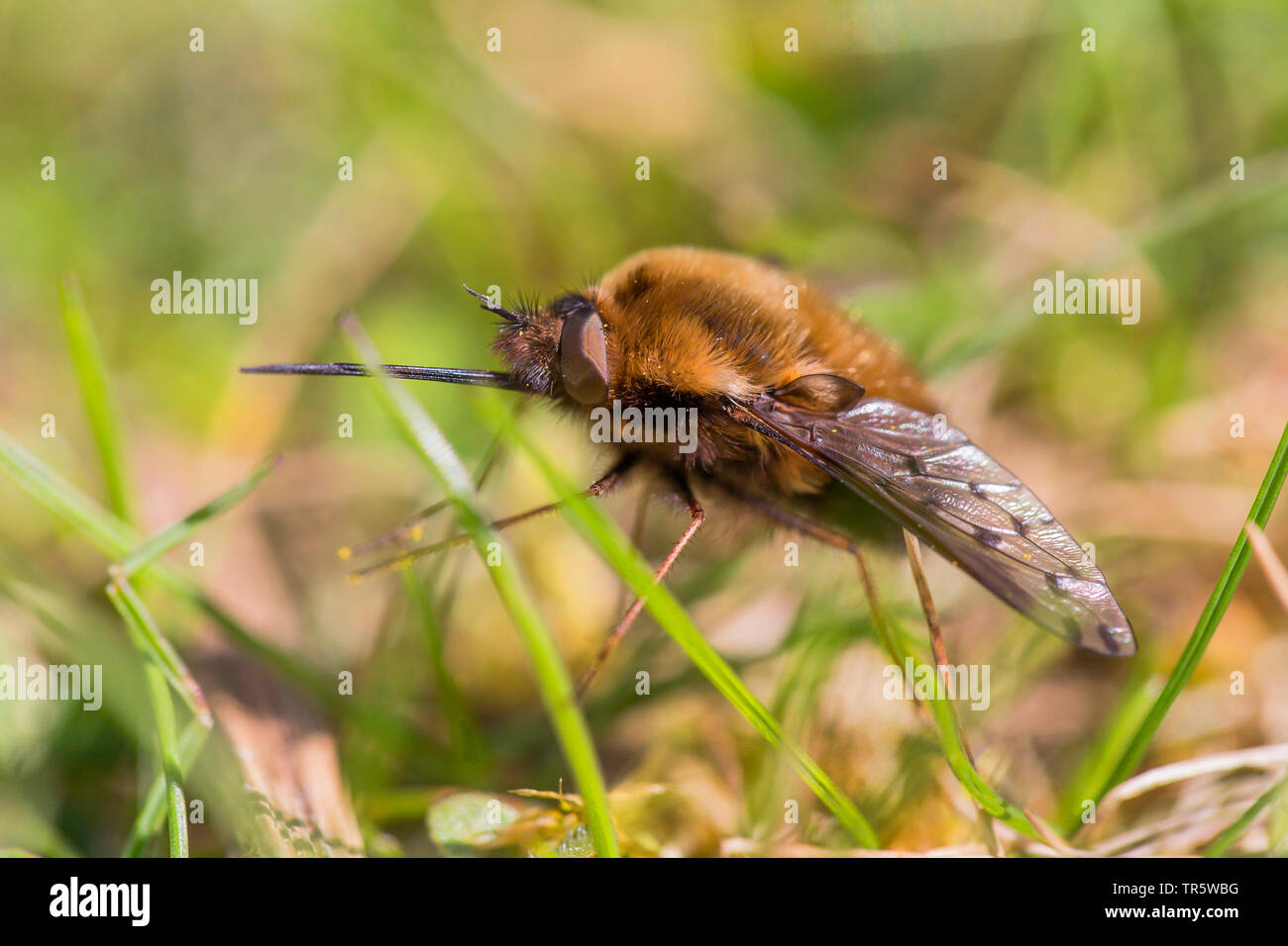 Große Biene-fly (Bombylius major), ruht auf Gras, Seitenansicht, Deutschland, Bayern, Niederbayern, Oberbayern Stockfoto