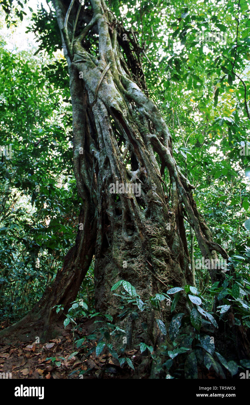 Würgefeige (Ficus spec.), würgefeige im tropischen Regenwald, die Republik Kongo, Ituri Stockfoto