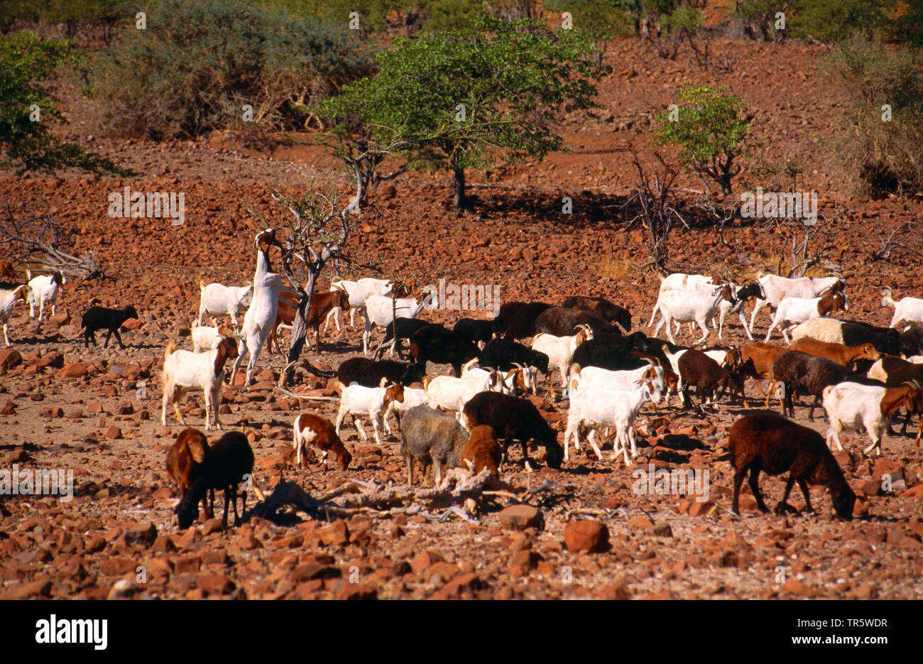 Die Ziege (Capra Hircus, Capra aegagrus f. hircus), Herde von Ziegen auf der Suche nach Nahrung in kargen Landschaft, Namibia, Damaraland Stockfoto