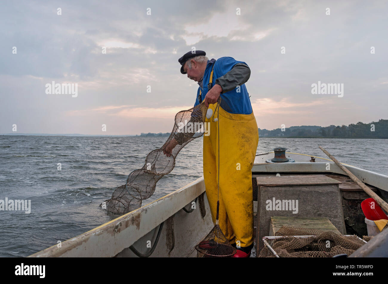 Fischer Ziehen einer fischfalle in das Boot, Deutschland, Schleswig-Holstein Stockfoto