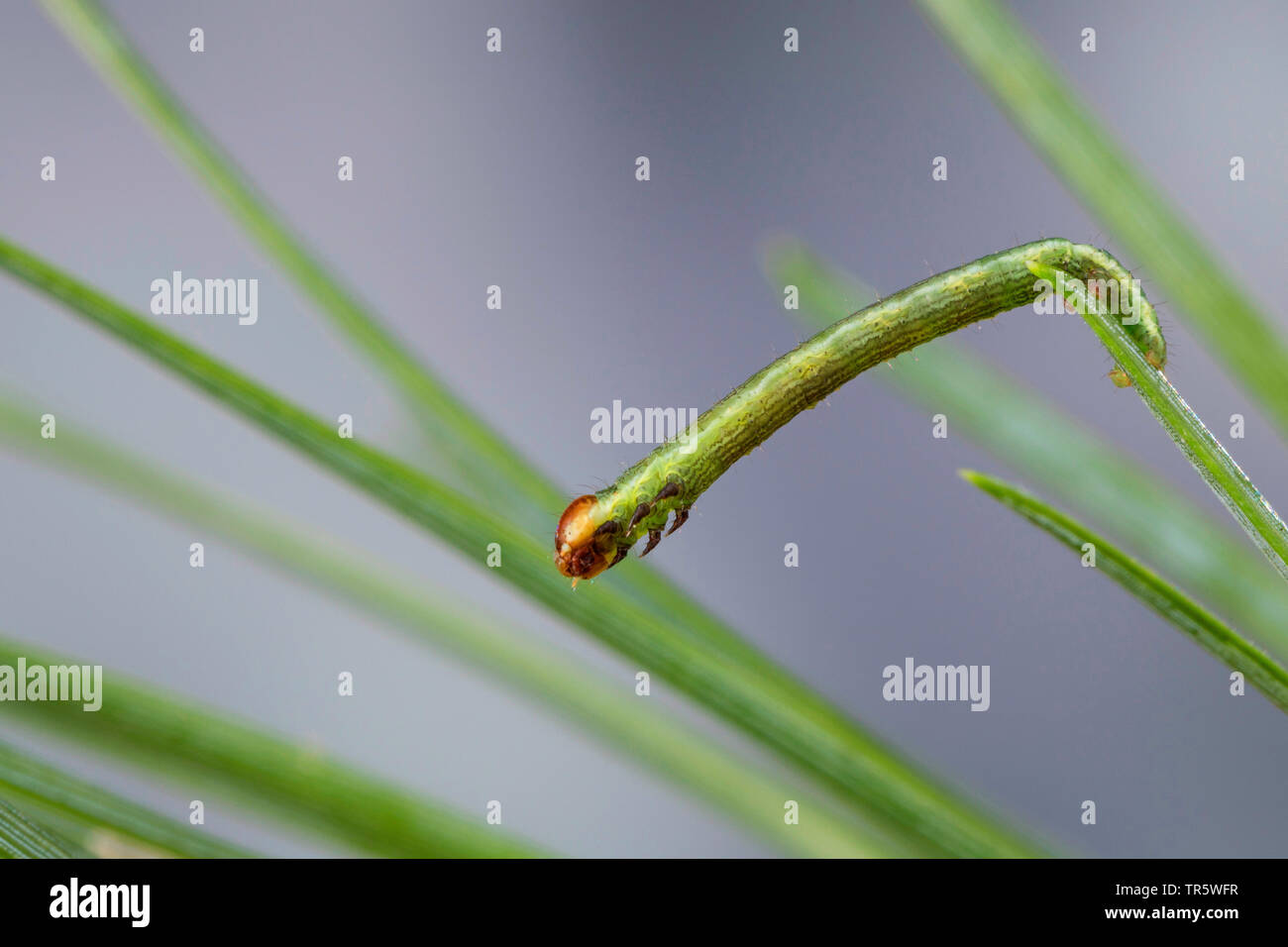 Tawny verjähren in Winkel (Macaria liturata, Semiothisa Liturata), Caterpillar essen an Kiefer, Deutschland Stockfoto