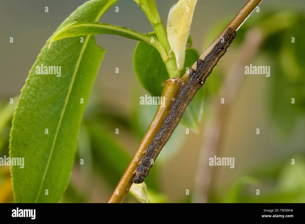 Rosy underwing (Catocala electa), Caterpillar essen an der Weide, Deutschland Stockfoto