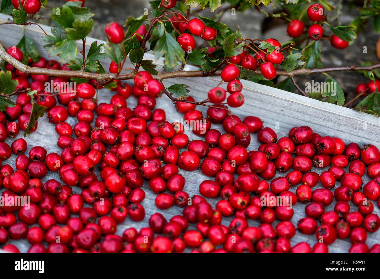 Weißdorn, weiß Thorn, Weißdorn (Crataegus spec.), sammelte Weißdorn-Beeren, Deutschland Stockfoto